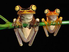 Chachi Tree Frogs